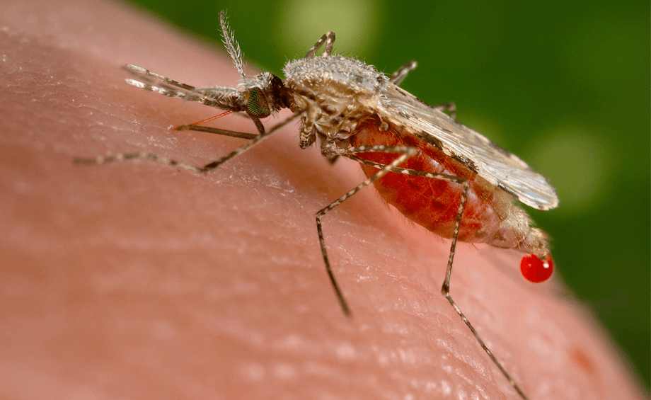 मलेरियाची लक्षणे व उपचारांची माहिती
