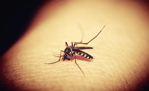 7 Tips to safeguard your child from Dengue and Chikungunya