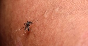 రోజంతా ఇండోర్ దోమల వికర్షణను ఉపయోగించండి