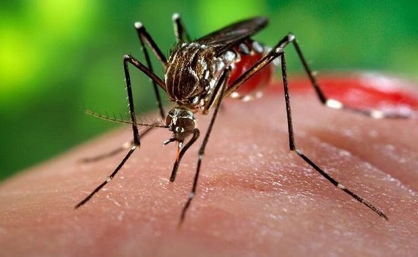 All You Need to Know About Chikungunya, its Symptoms and prevention