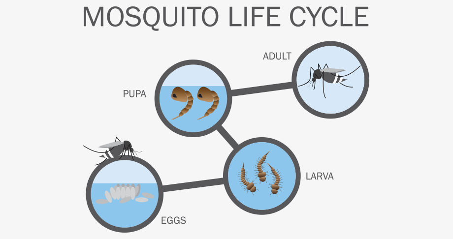 Dengue Mosquito Lifecycle